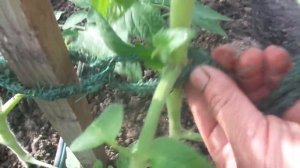 КАК Я ПОДВЯЗЫВАЮ СВОИ ТОМАТЫ. Ольга Чернова.