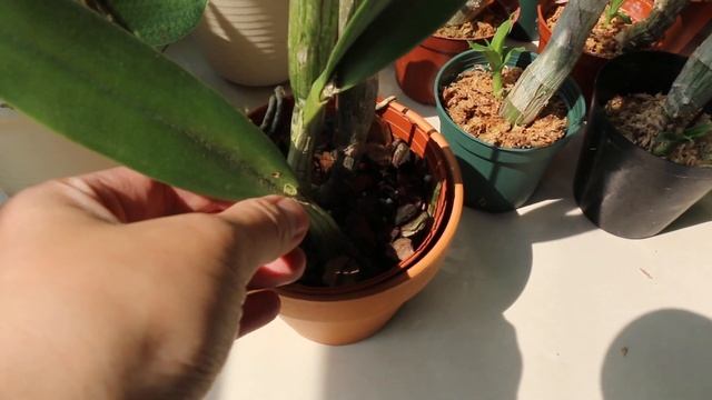 火烧云般夺目的卡特兰——Rth. Shinfong Dawn '日日发'