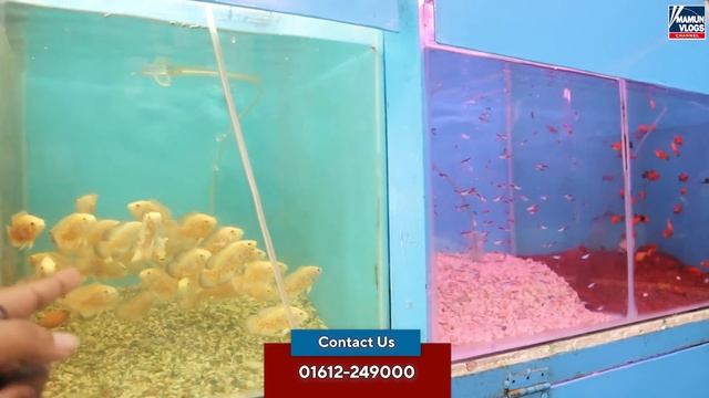 কম দামে অ্যাকোরিয়াম ও মাছ কিনুন 🐠 Biggest Aquariums & Fish Market । Aquariums Fish/Food/Medicine смотреть онлайн