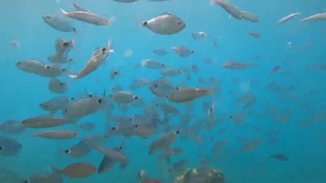 Diving in 🇹🇷 sea 🌊 18 Meter смотреть онлайн