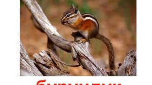 Презентация для детей по Доману. Животные и звуки.