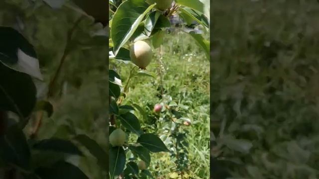 10.06.2024 груша Киффер