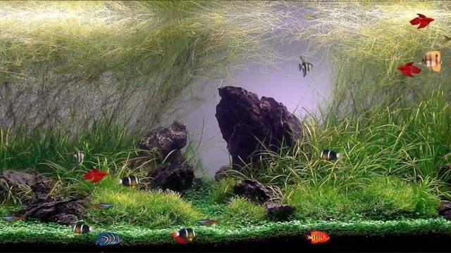Clear Aquarium Screensaver http www screensaverg1080P HD смотреть онлайн