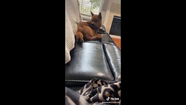 Funny and Cute Cat videos to Cheer Up your Weekend 2024!😹 #6 смотреть онлайн