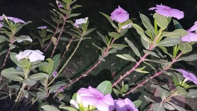 Beautiful White Rose Night Mood 4K Night Mood смотреть онлайн