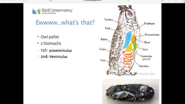 Owls 101 Webinar смотреть онлайн