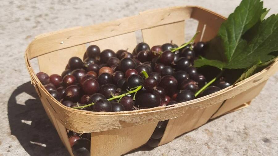 Сборник рецептов с ягодами: кисель, десерт, пирог, компот смотреть онлайн