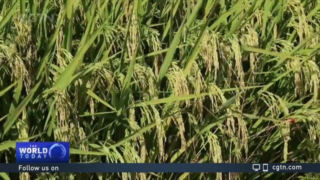 China's 'No. 1 Central Document' outlines modernizing agriculture, strengthening rural development смотреть онлайн
