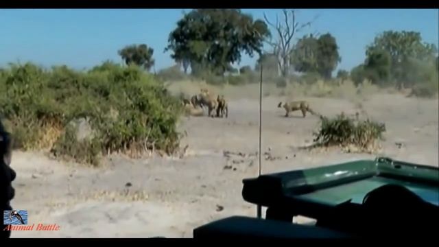 Leopardo attack compilation смотреть онлайн