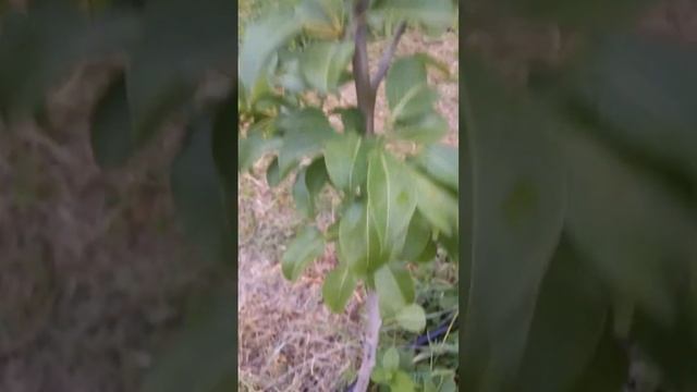 09.06.2024 груша Вильямс