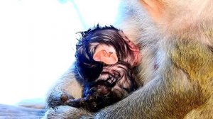 A NEWBORN BABY MONKEY CRYING WHILE DRINKING MILK...The baby is waiting for its first milk