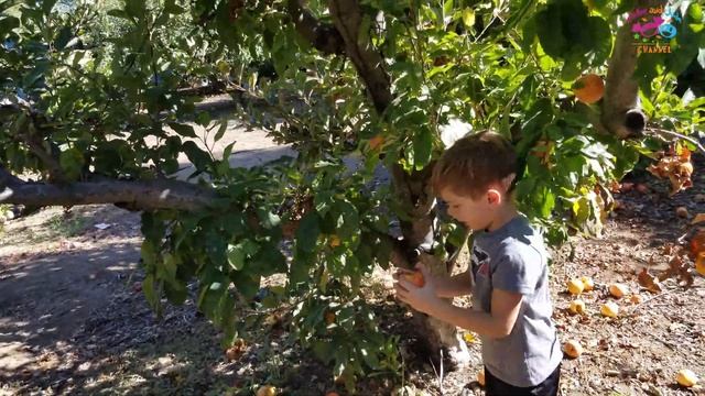 Chloe and Jude go, Apple Picking, | Jude gets Stung twice by two Yellow Jackets :-( | Must Watch! смотреть онлайн