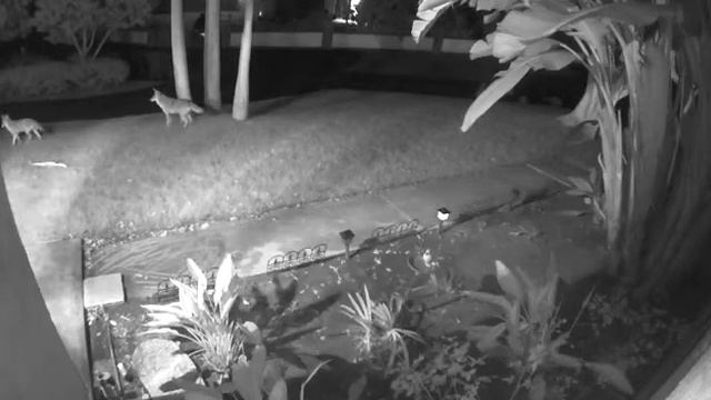 Coyotes outside my front door. A reminder to not leave your pets unattended. смотреть онлайн