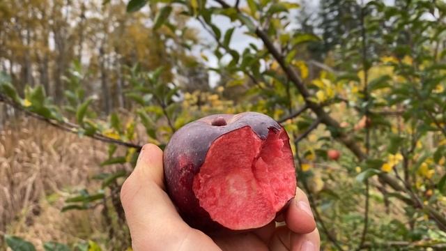 Black strawberry apple in northwest WA taste test смотреть онлайн