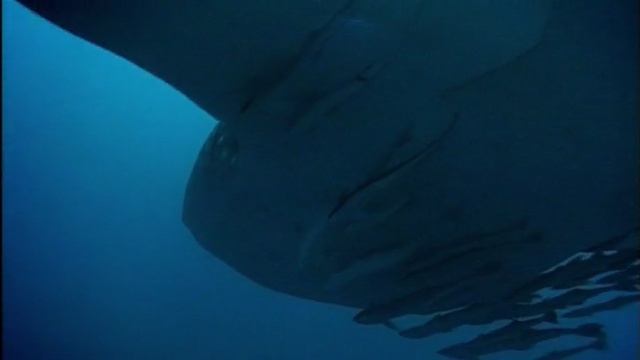 BBC. Твои весёлые друзья зверята 48 серия (документальный сериал, 2004-2009) смотреть онлайн