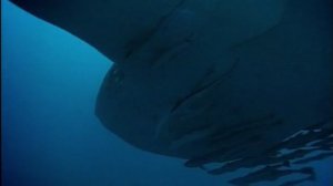 BBC. Твои весёлые друзья зверята 48 серия (документальный сериал, 2004-2009)