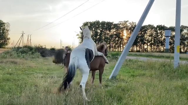 Первая случка жеребца! смотреть онлайн