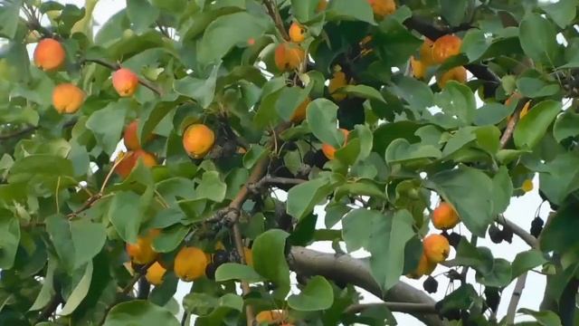 Apple orchards || orange orchards |grapes orchards | #Ali s vlog смотреть онлайн