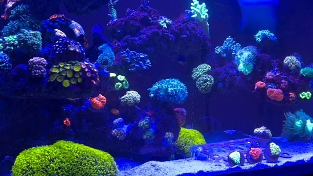 One mistake = Two months of Mayhem : Reef Update | Ep.31 смотреть онлайн