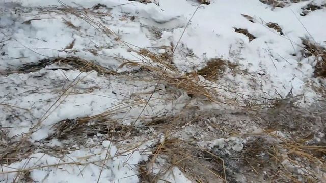 Тихоход Квест 28 01 2017г смотреть онлайн