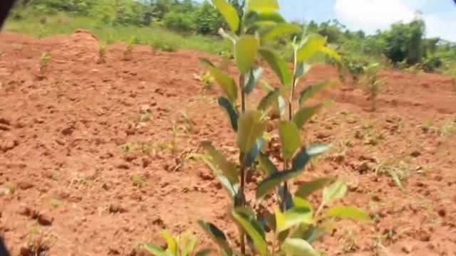 The Organic Apple Farm After 7 Months| And 5 Months| Tree By Tree| смотреть онлайн