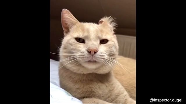Windows error meme cat edition смотреть онлайн