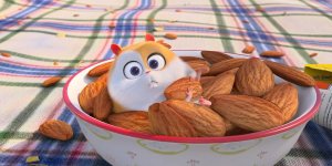 Корги по имени Моко. Домашние животные 2, 54 серия. Утки-мандаринки