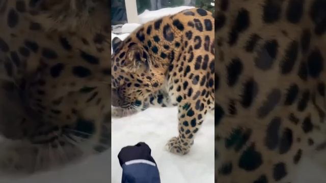 And to more important news: Leopard Mizer in the Moscow Zoo washes itself like a cat смотреть онлайн