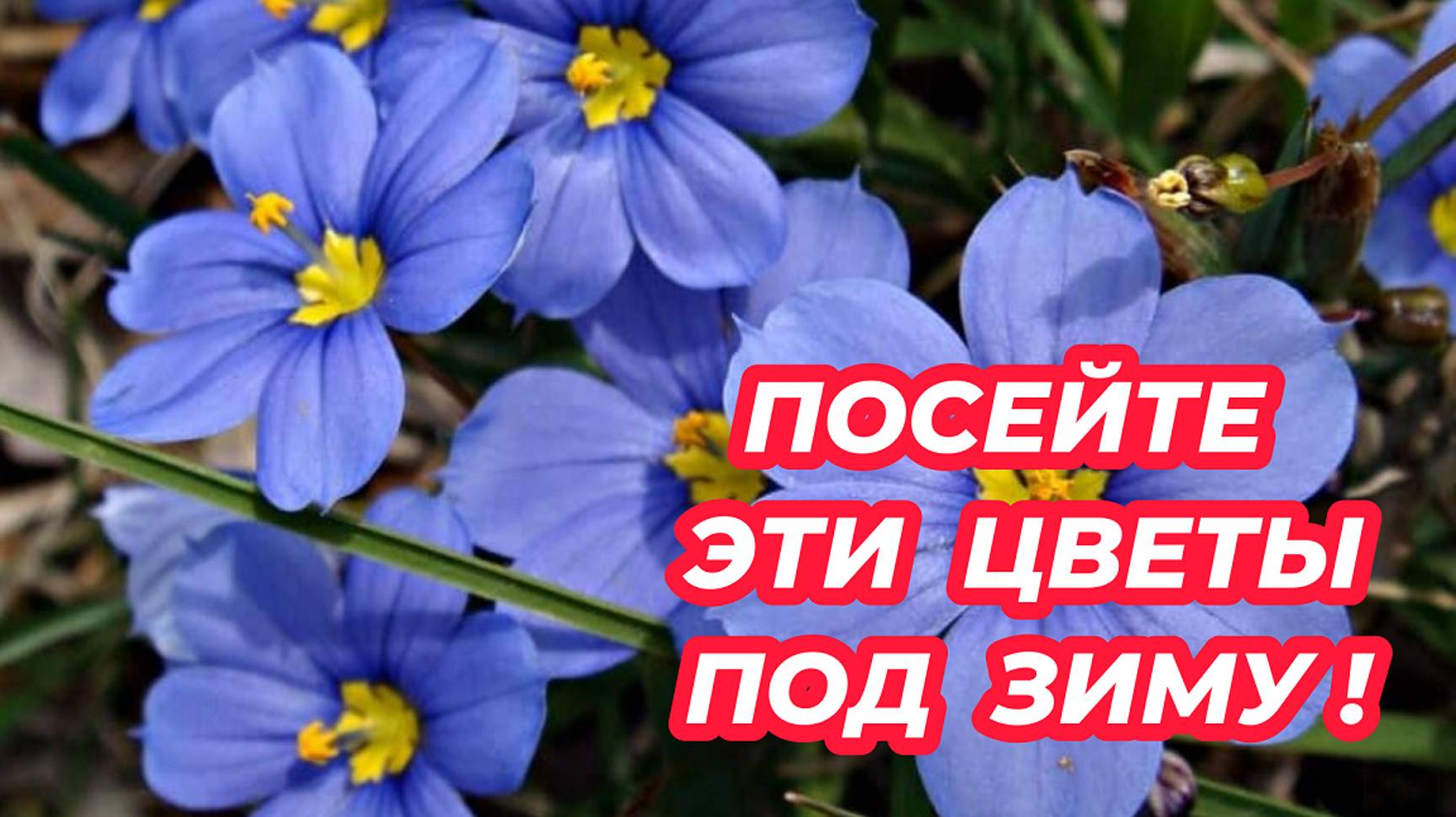 Посейте эти цветы под зиму в грунт, чтобы не сеять их на рассаду весной смотреть онлайн