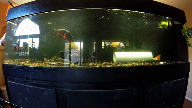 A timelapse of my 300 gallon monster fish tank смотреть онлайн