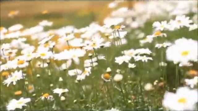 Vintage Effect in Movie Maker смотреть онлайн
