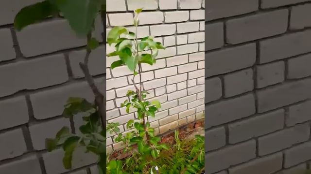 01.05.2024 яблоня Союз