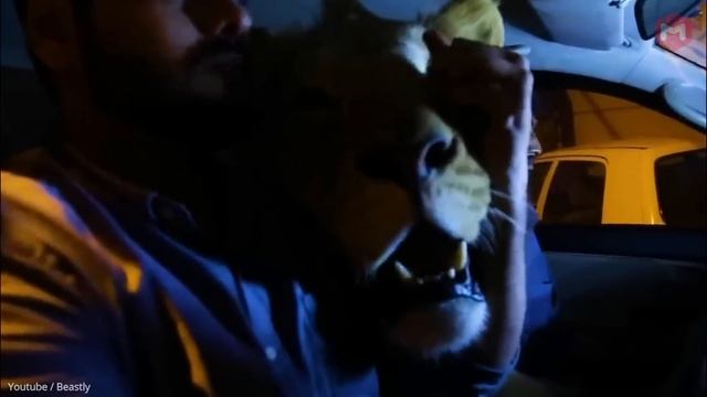 Awalnya Di Peluk Peluk Begini Endingnya !! 11 Hewan Kesayangan Memangsa Majikannya Sendiri смотреть онлайн