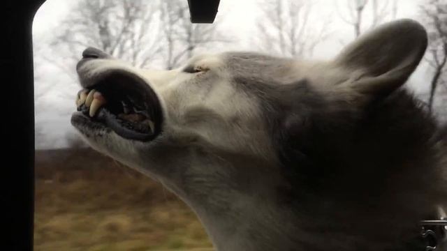 Husky hangs head out window, makes hilarious faces смотреть онлайн