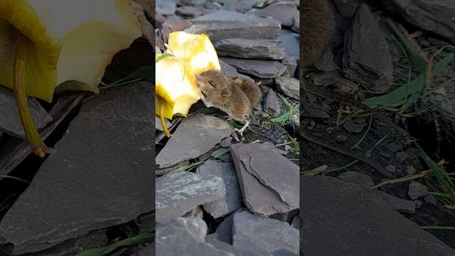 cute baby mice eating apple смотреть онлайн