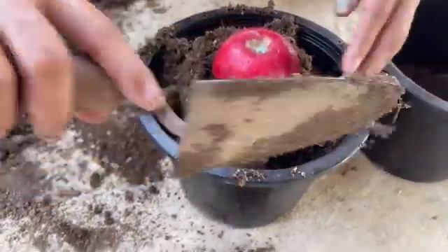 How To grow guava tree and apple with amazing technig processing 🥰 смотреть онлайн