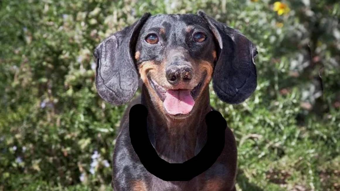 Соне понравилась кормушка! Sonia liked the feeder.How to make a dog feeder from PVC pipes смотреть онлайн