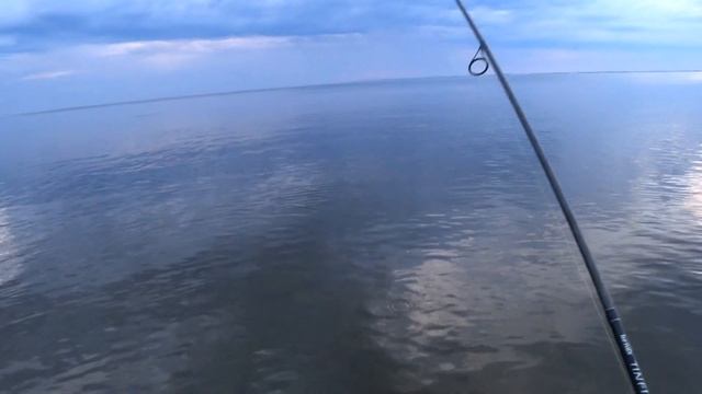 Окунь жрет попперы на Волге