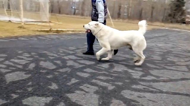 ХАММЕР ГОРДОСТЬ САНАТ-ШАН 20 мес. смотреть онлайн