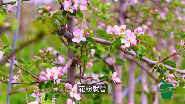 Lifecycle of an Apple Tree (Chinese Traditional) смотреть онлайн