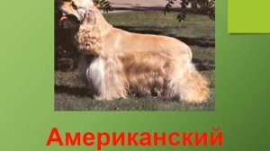 Презентация для детей по Доману. Собаки 2 (породы)