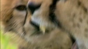 BBC. Твои весёлые друзья зверята 25 серия (документальный сериал, 2004-2009)