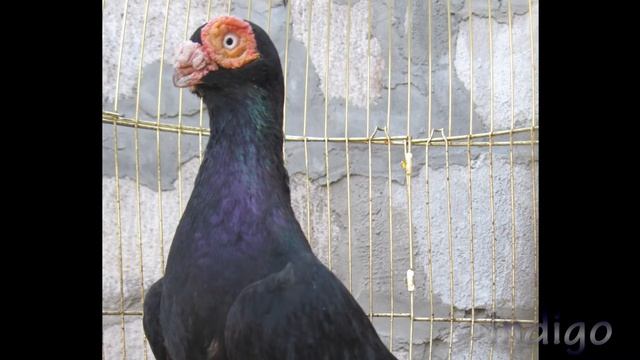 English Barb (английский индиан) смотреть онлайн