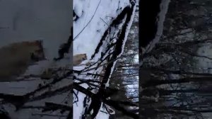 Обучение щенка лайки 7месяцев(по кунице)