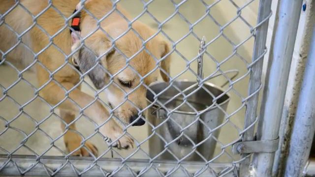 Kizoa Online Movie Maker: Second Rescue of Meat Farm Dogs смотреть онлайн