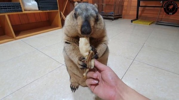 marmot chewing banana makes relaxing sound