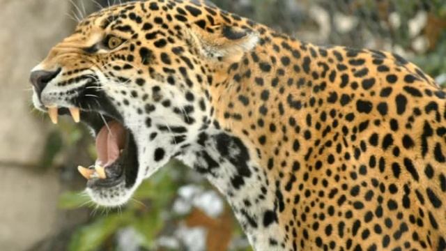 Jaguar Sounds:roars