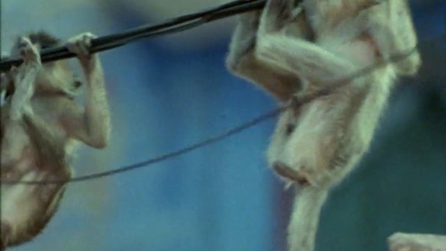 BBC. Твои весёлые друзья зверята 24 серия (документальный сериал, 2004-2009) смотреть онлайн