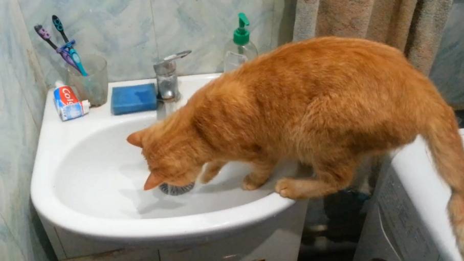 Кот и водные процедуры смотреть онлайн