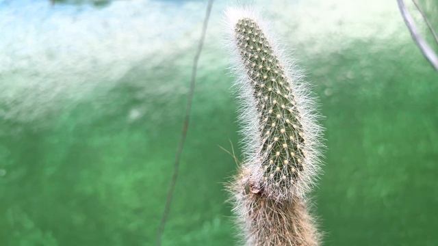 iPhone 13 pro max PRORES 4K - Cactus смотреть онлайн